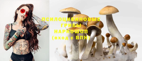 прущие грибы Армянск